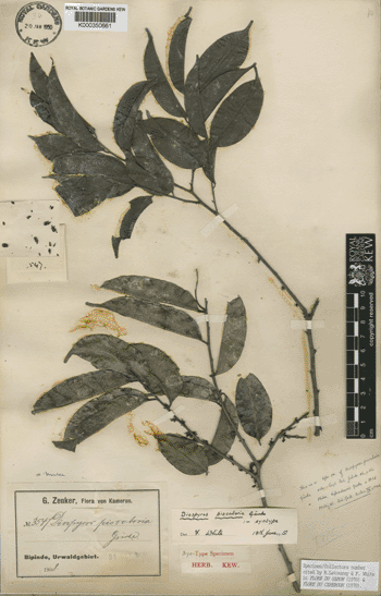 Image: Preserved specimen of Diospyros piscatoria Gürke (Photo courtesy of the Royal Botanic Gardens, Kew).